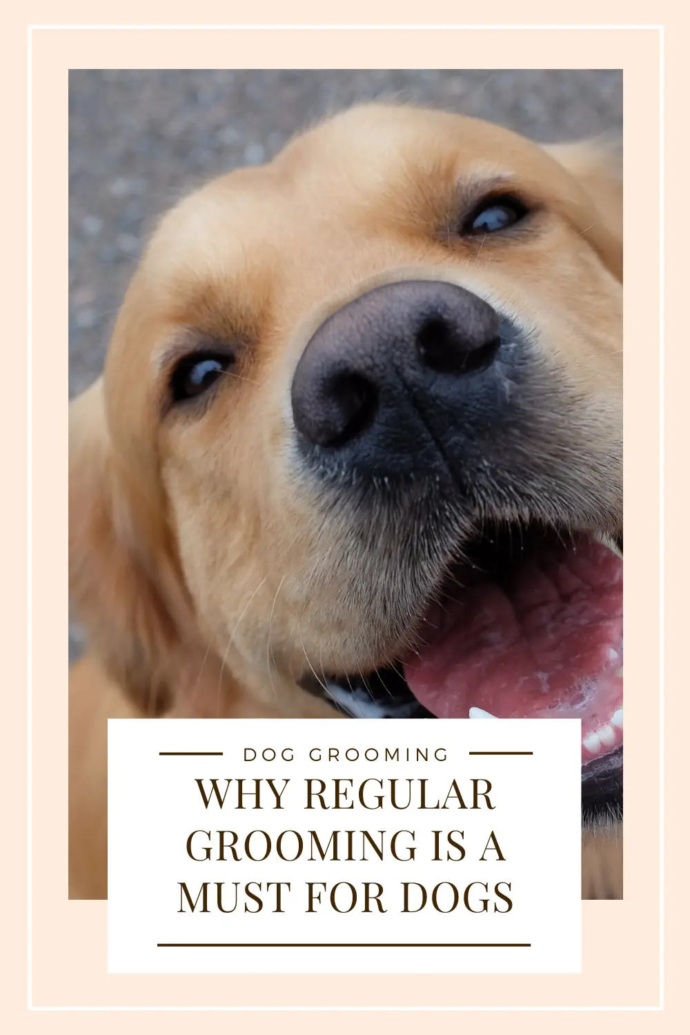 Why Regular Grooming Is A Must For Healthy Dogs