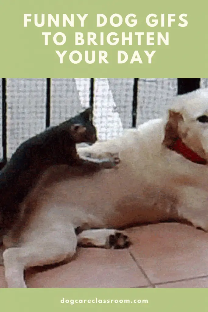 10 Funniest Animated Dog Gifs You Have To See To Believe
