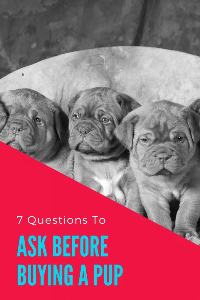 7 Questions To Ask When Buying A Puppy