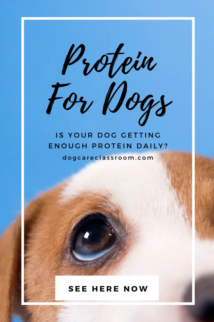 Is Your Dog Getting Enough Protein? This Is Important