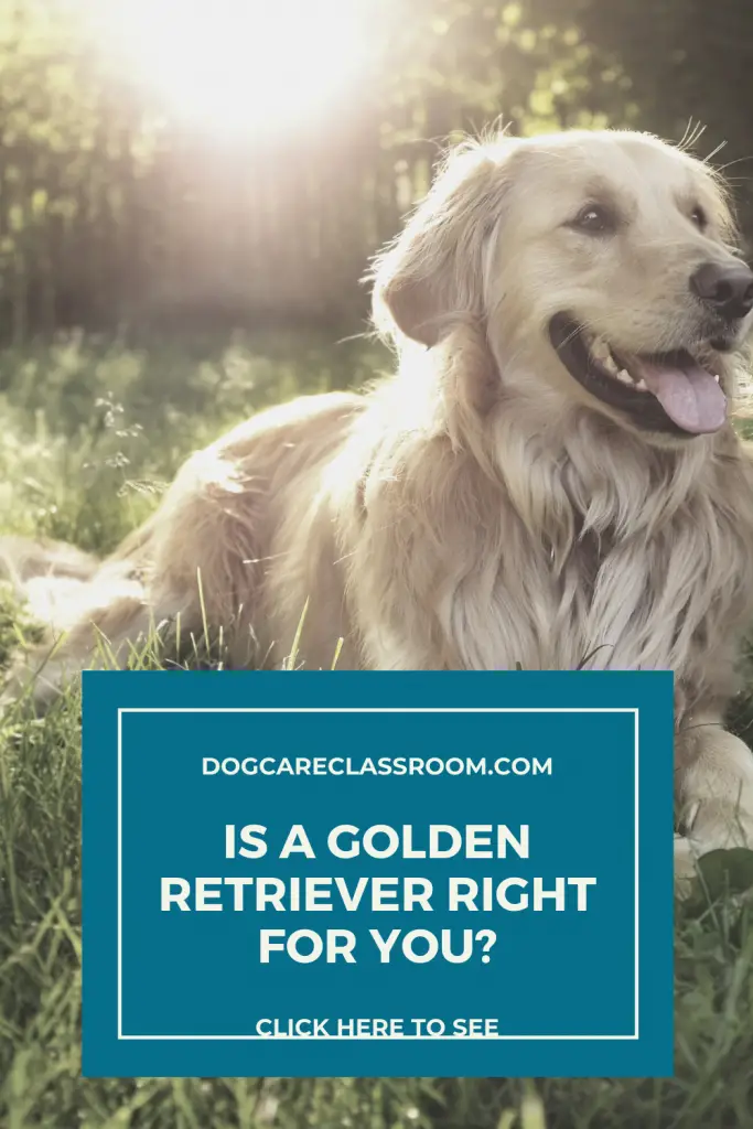 Golden Retriever: Is it right for your family?