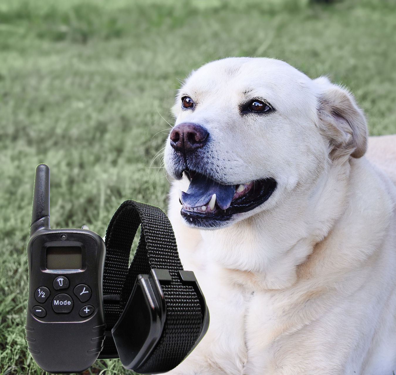 Remote Dog Collars How Do They Work?