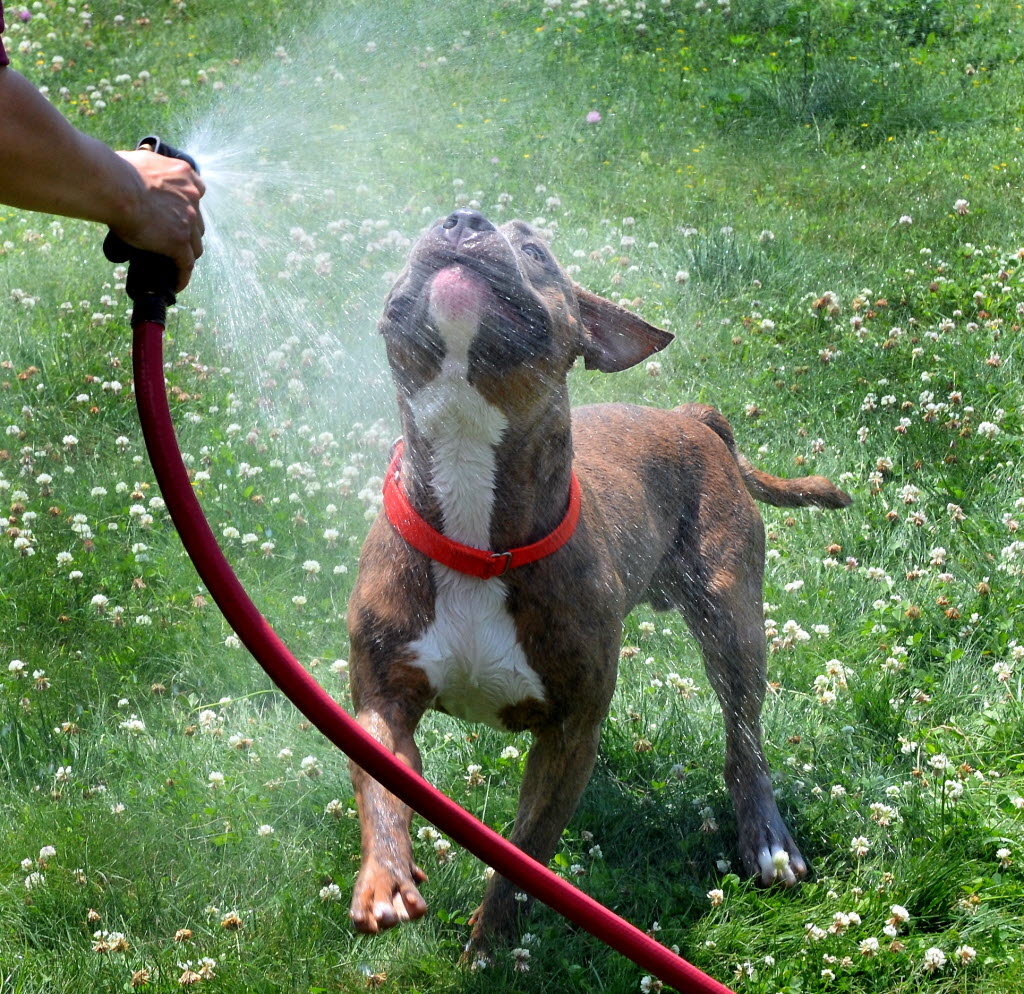 Common Myths About Spraying & Neutering Your Dog
