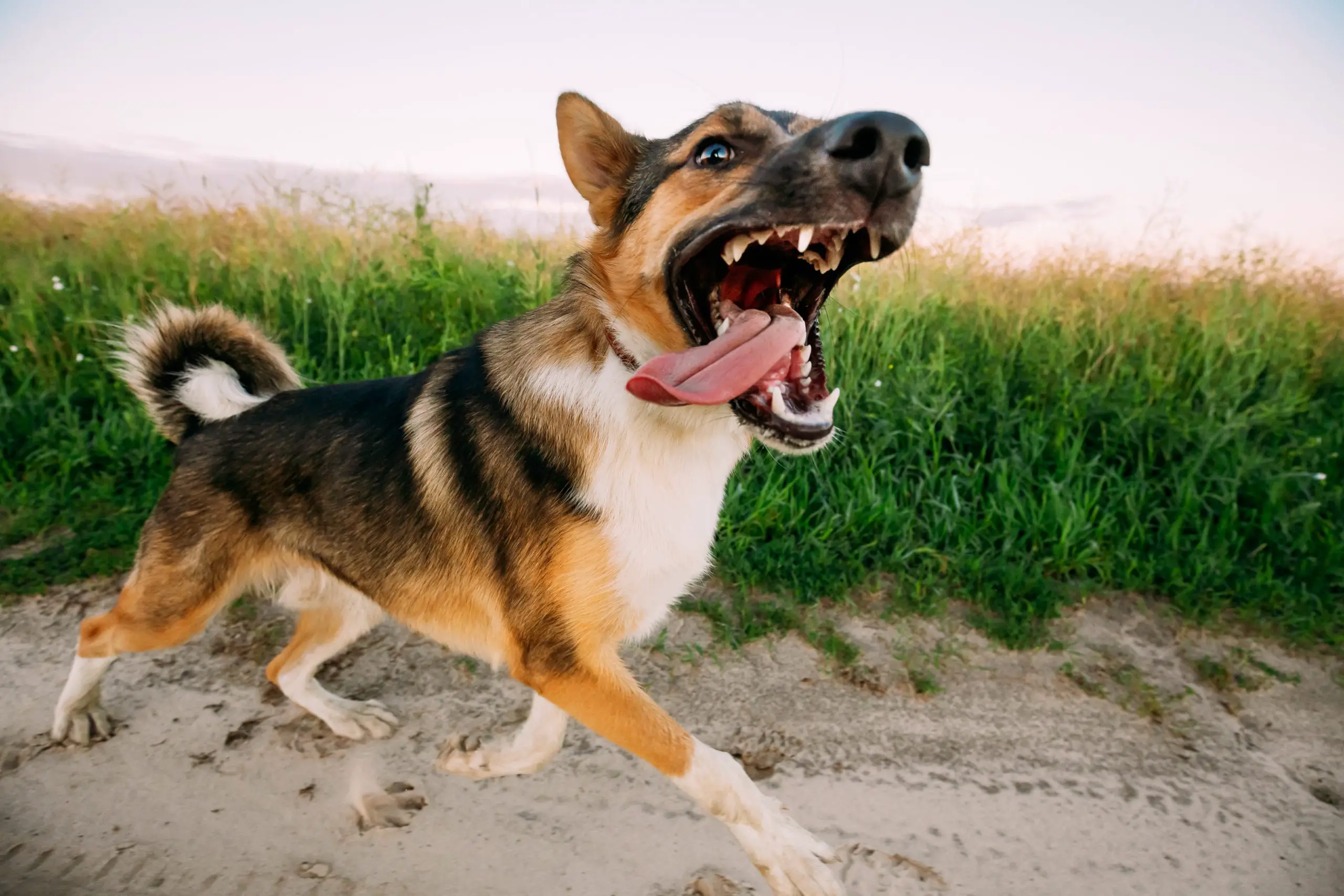 Tactics You Should Know For Training Aggressive Dogs