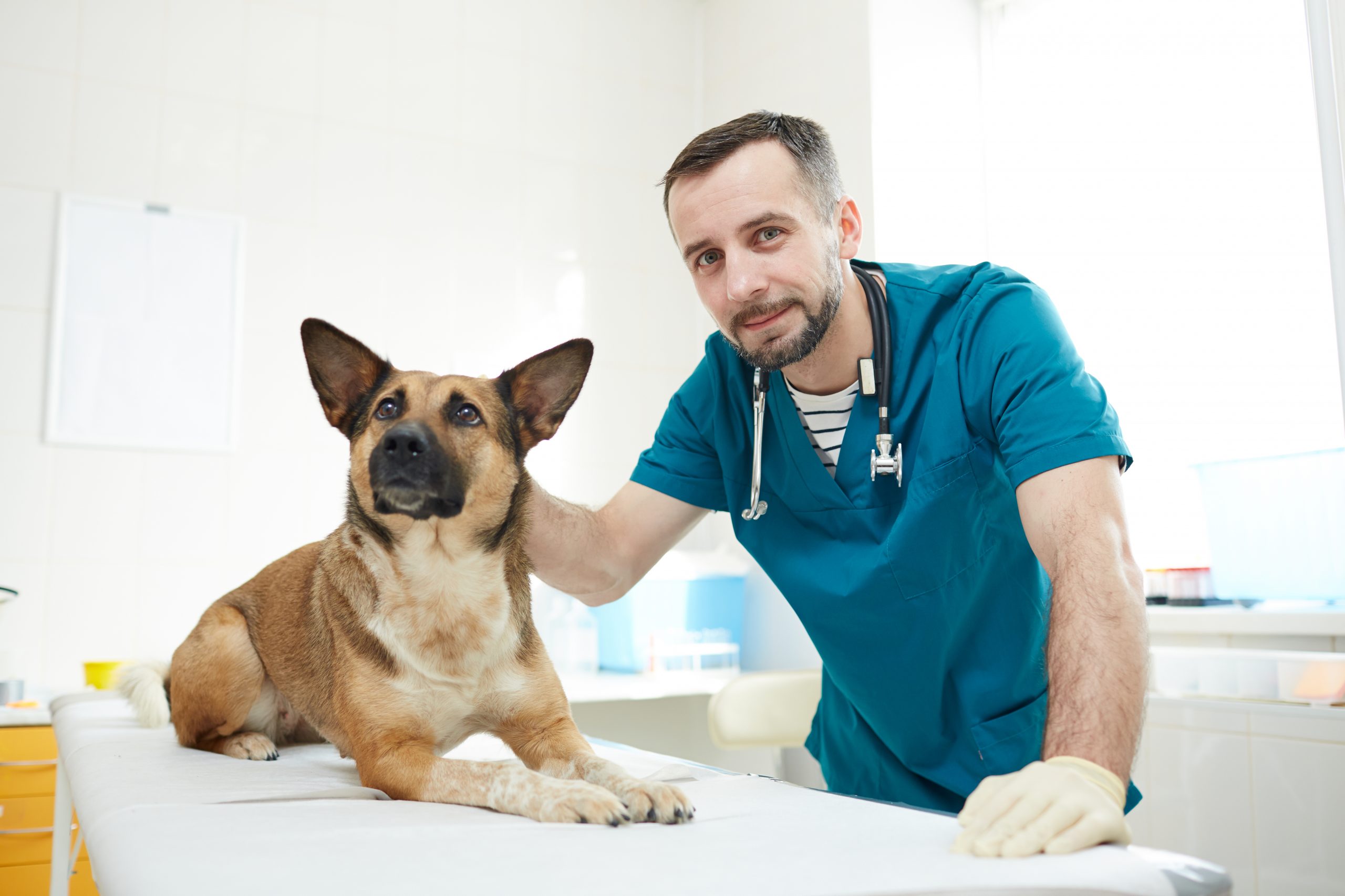 Arthritis In Dogs – What You Need To Know