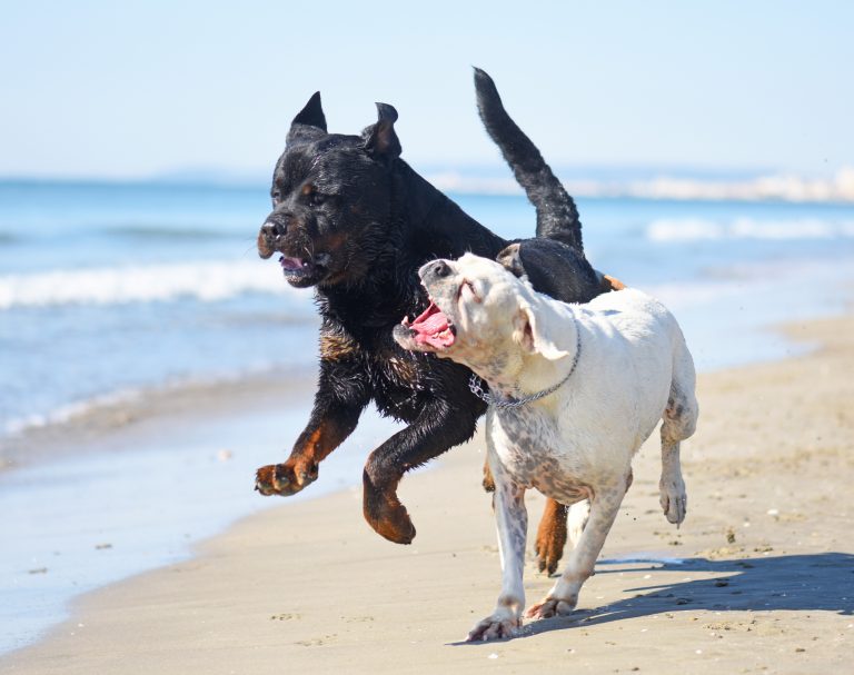 Best Ways To Stop Dogs From Fighting With Each Other Dog Care Classroom