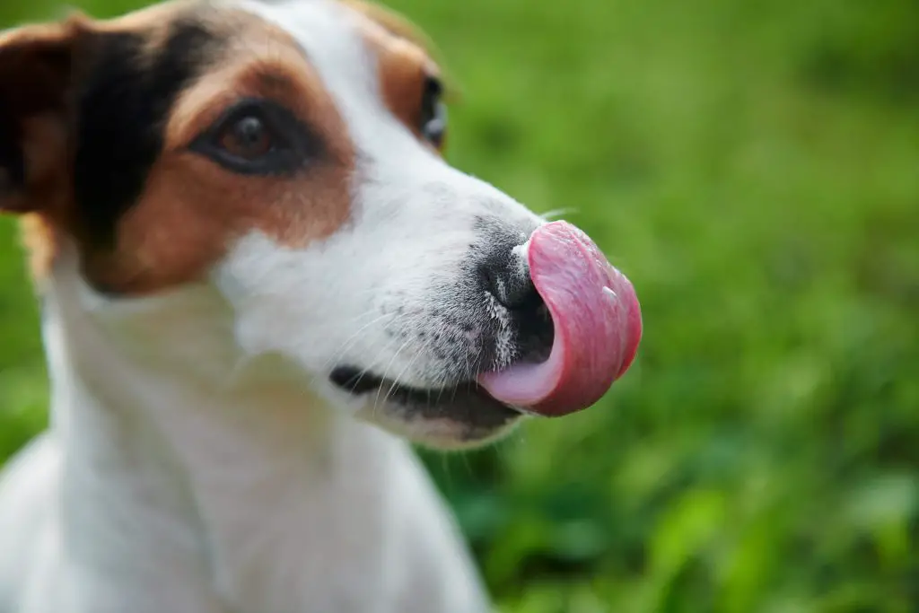 A Raw Food Diet For Your Dog – How To Follow It