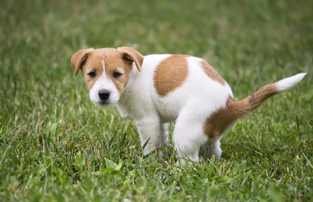 Understanding Dog Submissive Urination And Treating It