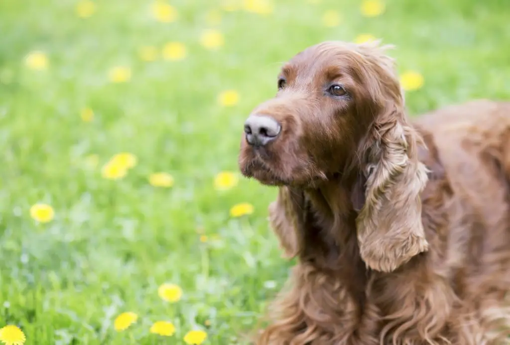 Tips For Potty Training Your Dog – The Two Best Options
