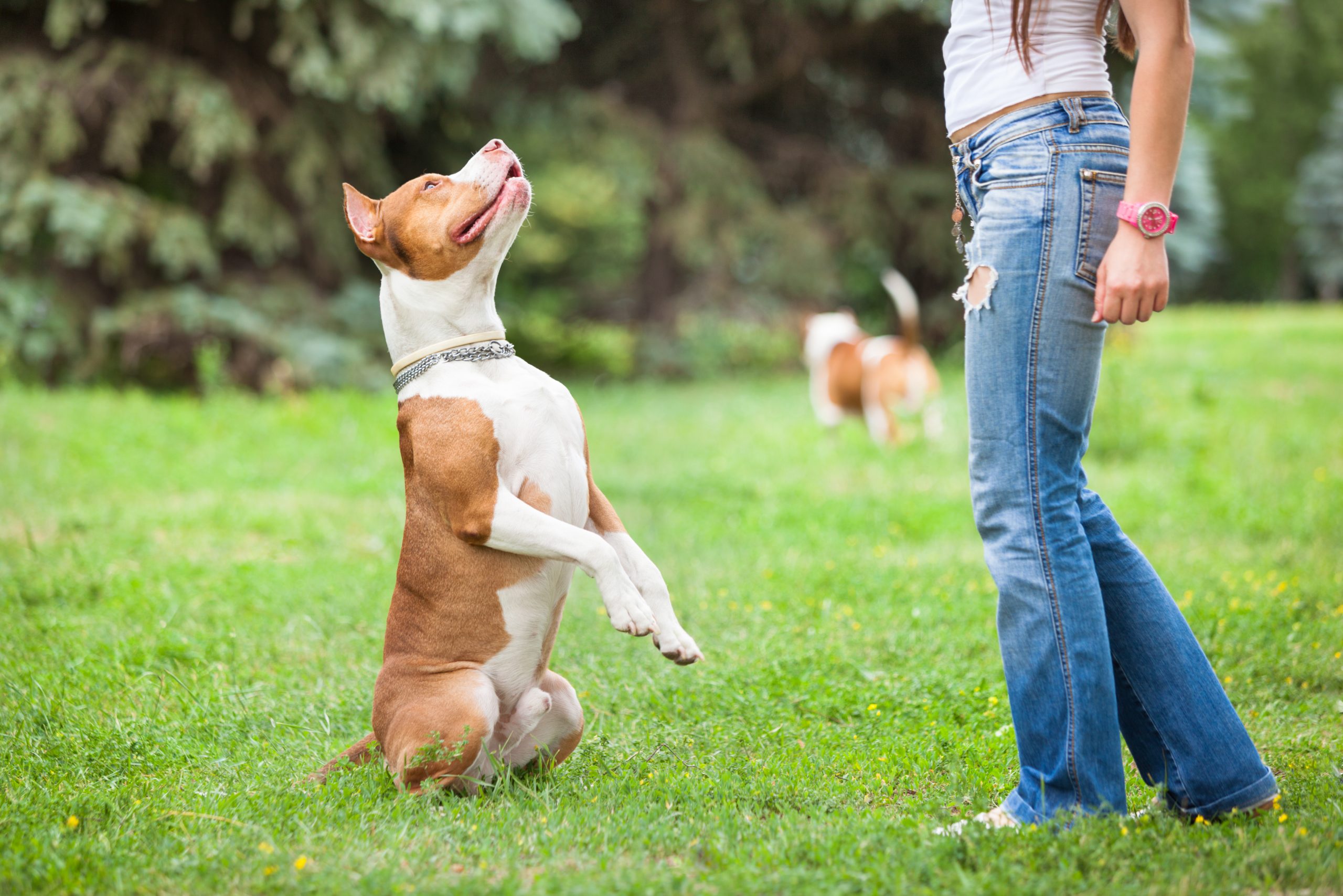 Schutzhund Training – Improving The Intelligence Of Your Dog