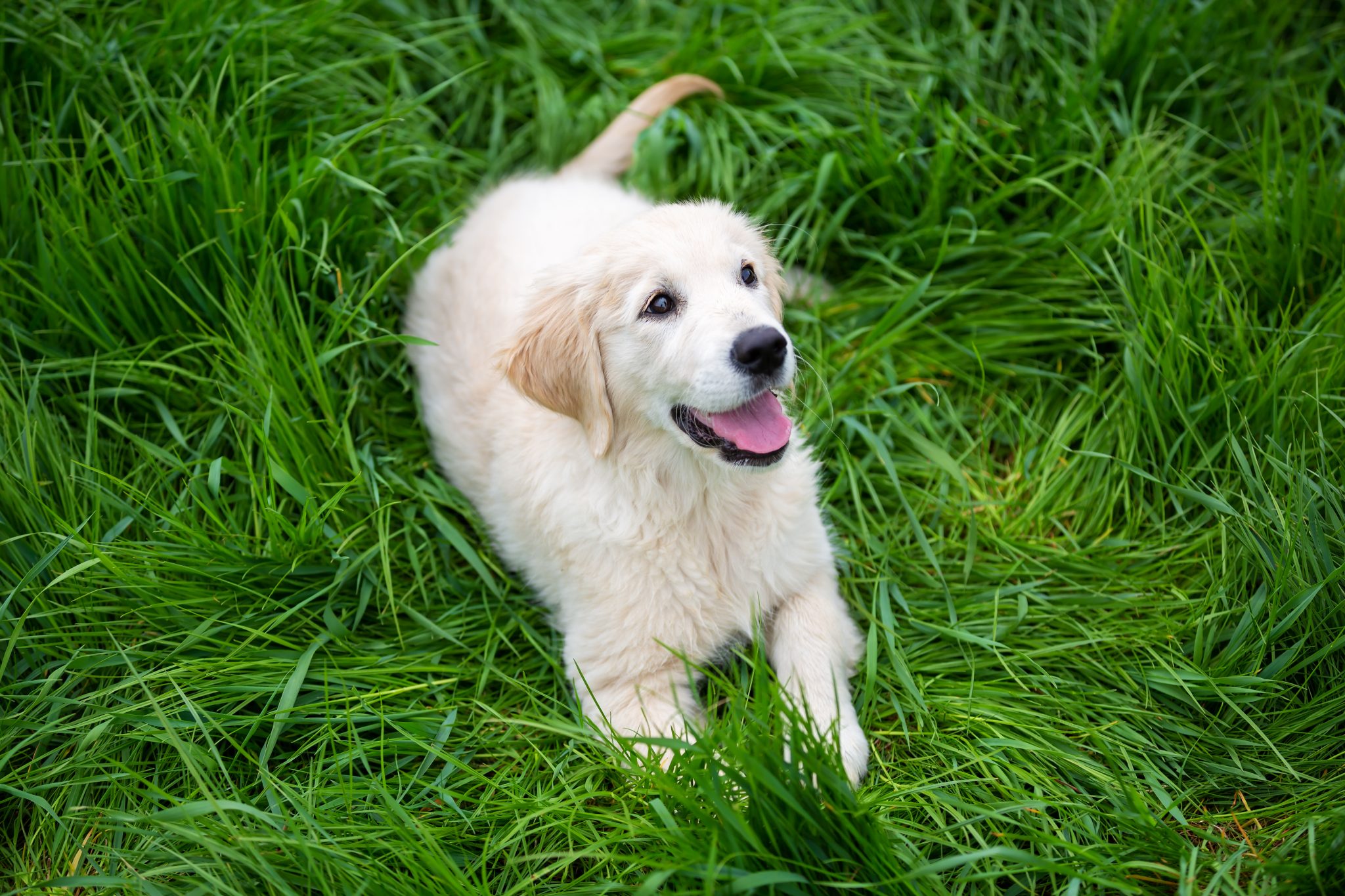 Training Your Golden Retriever – Tips You Should Know – Dog Care Classroom