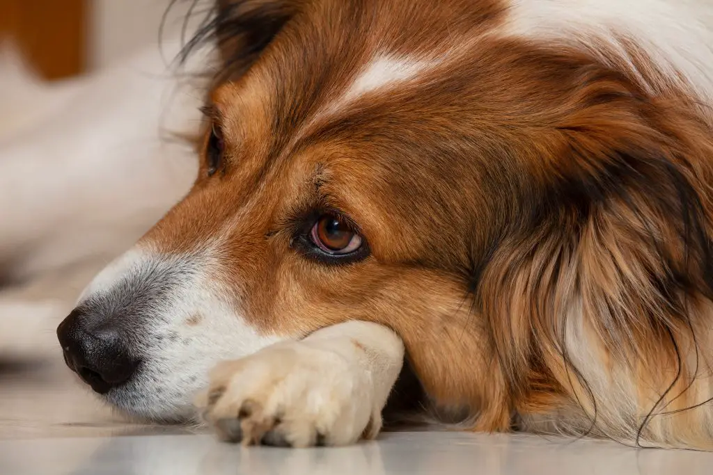 How To Deal With Dog Separation Anxiety – Follow These Tips