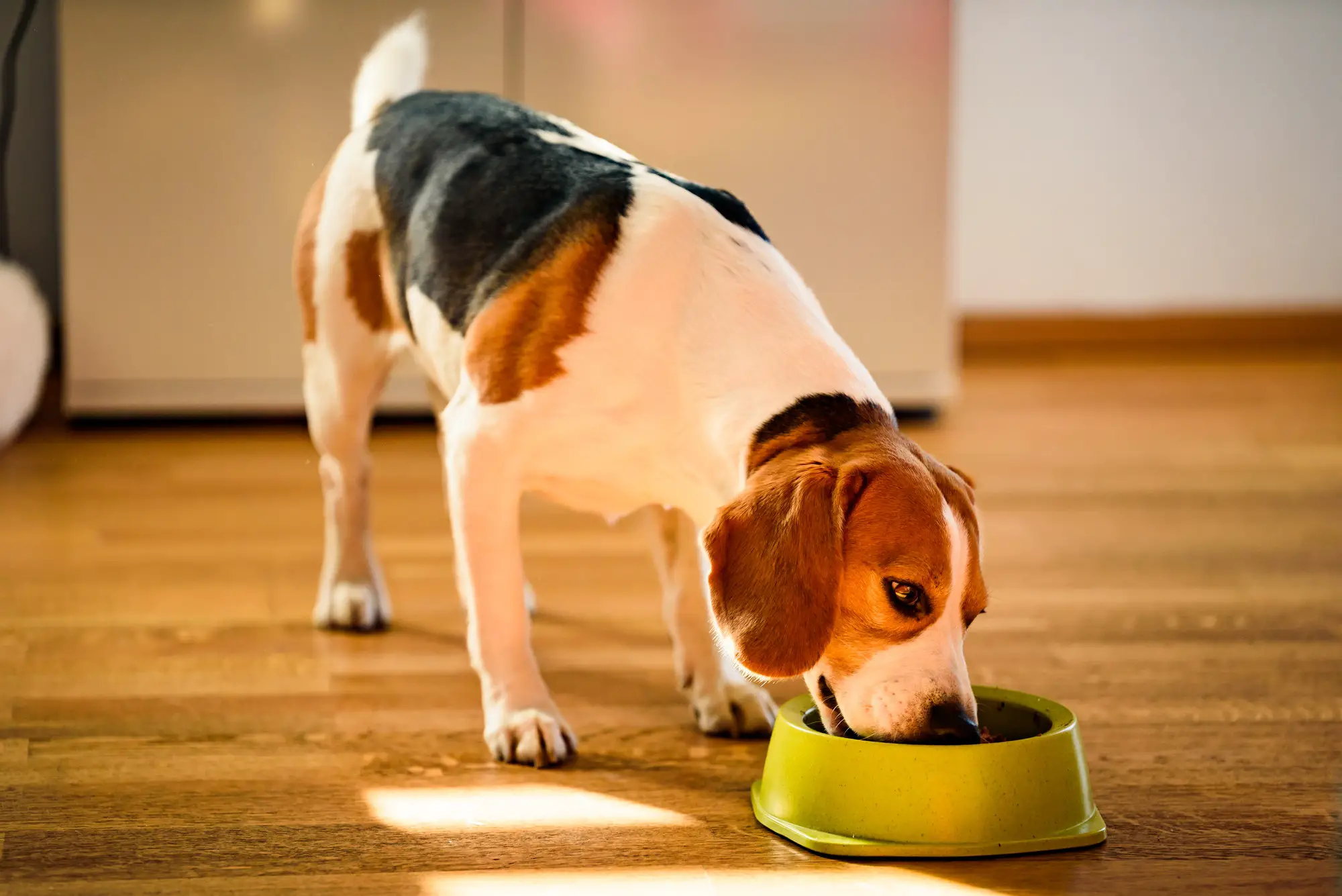 Dog Food – Know The Dangerous Foods To Avoid