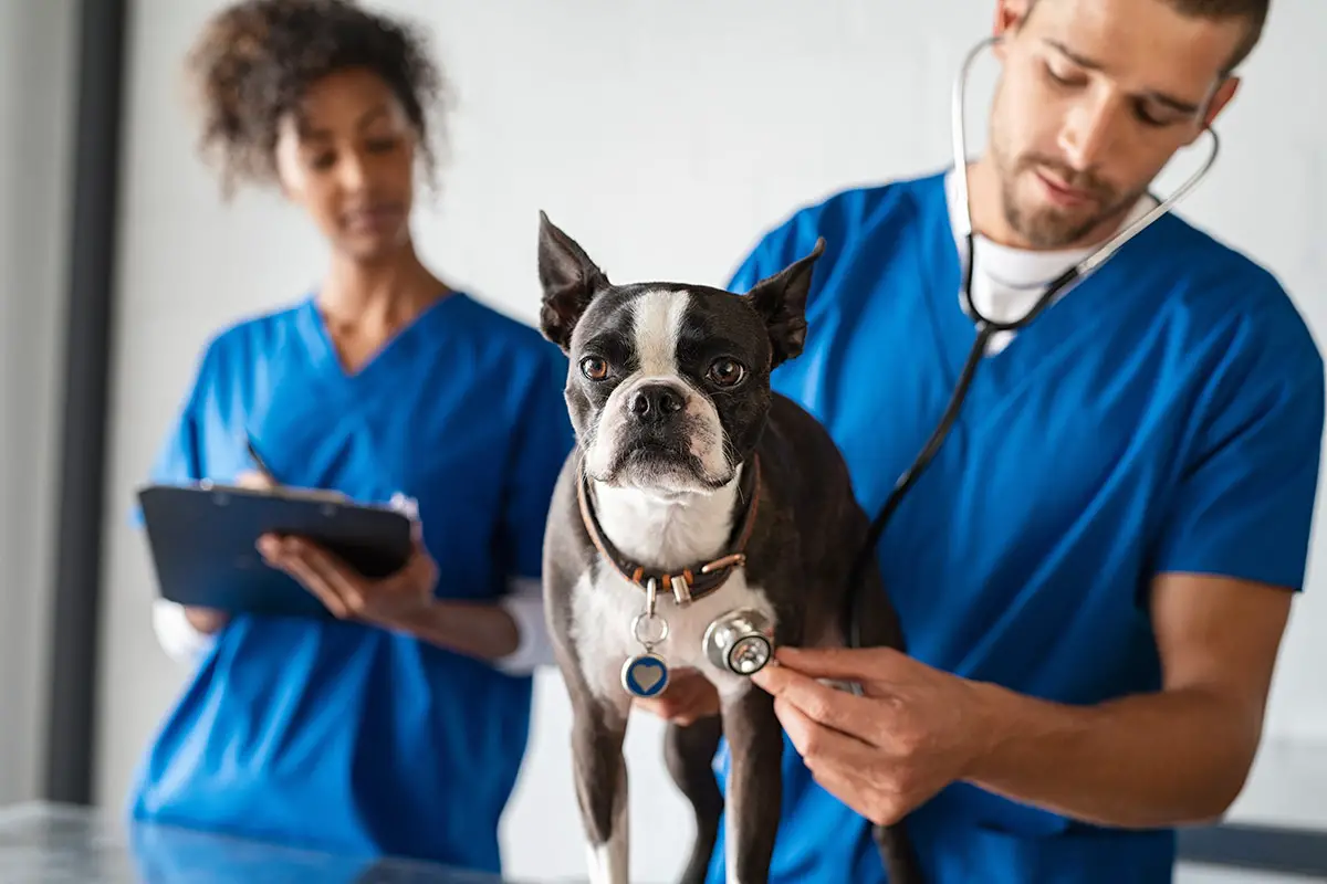 What To Expect After A Dog Enema