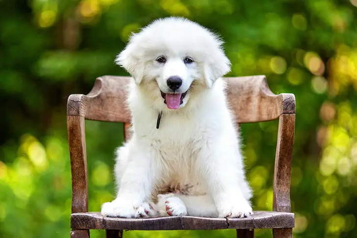 Best Dog Brush For Great Pyrenees