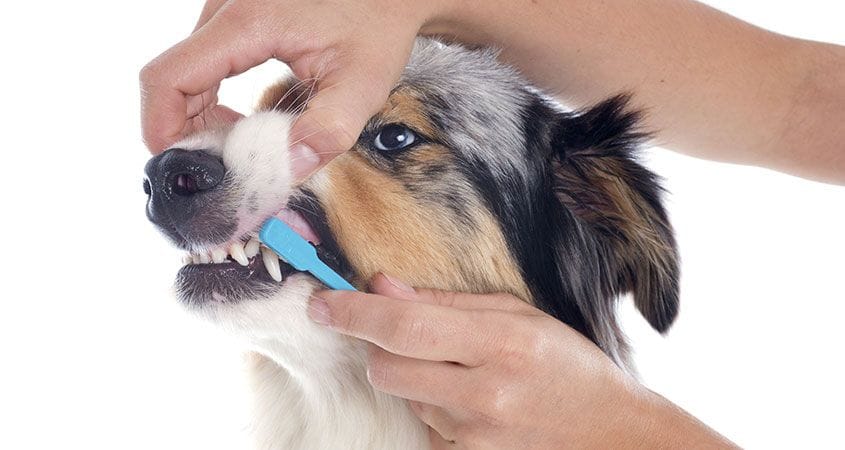 Can Dogs Drink Water Before Teeth Cleaning