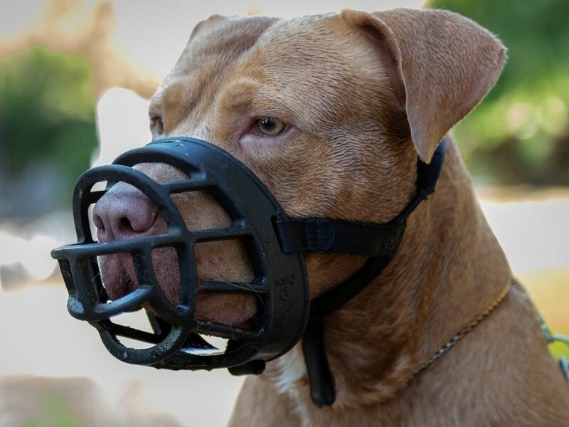 Best Dog Muzzle For Pitbulls