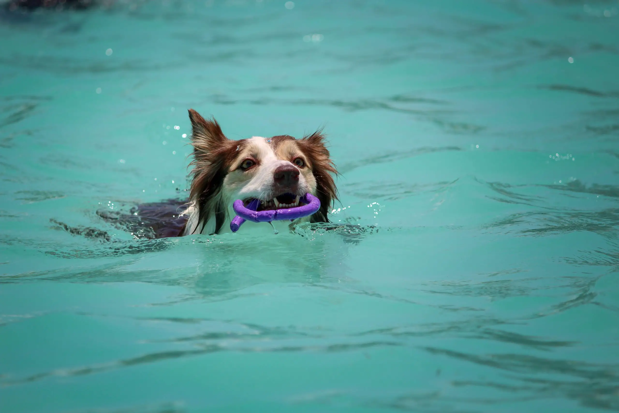 Can My Dog Swim With An Ear Infection