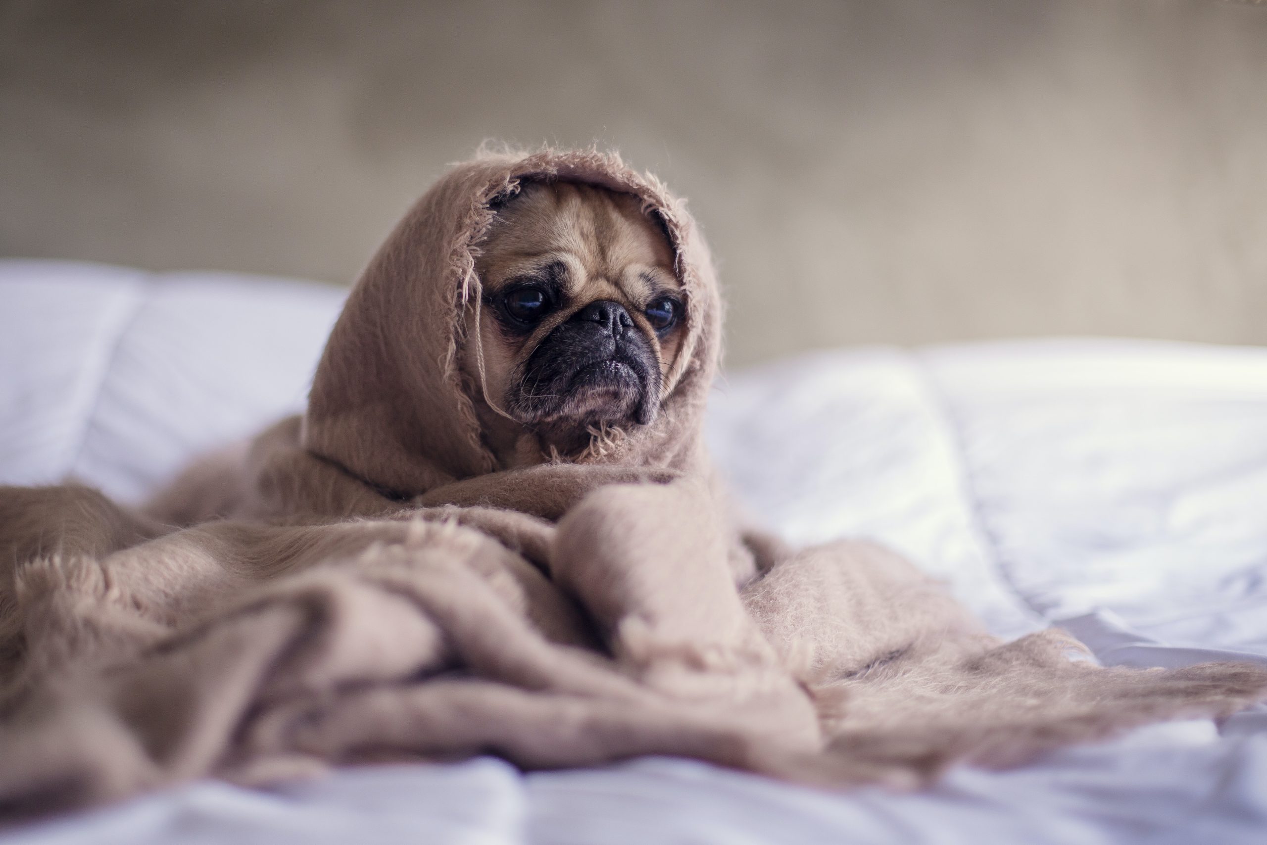 Signs and Signals That Your Dog Is Feeling Sick