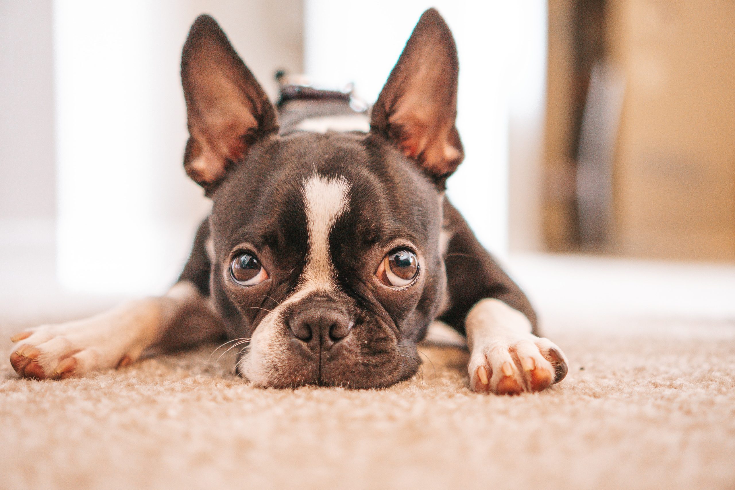 Best Dog Food For Boston Terriers